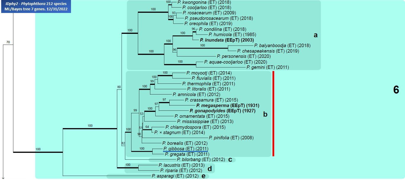    Phytophthora  spp. in subclade 2b:  portion of the seven-loci ML phylogeny featuring the type cultures of 212 described species (by T. Bourret). Notice the position of   P. gloveri  Ex-type CBS 121969= Samp;T BL 36 . Gloria Abad, USDA Samp;T.
